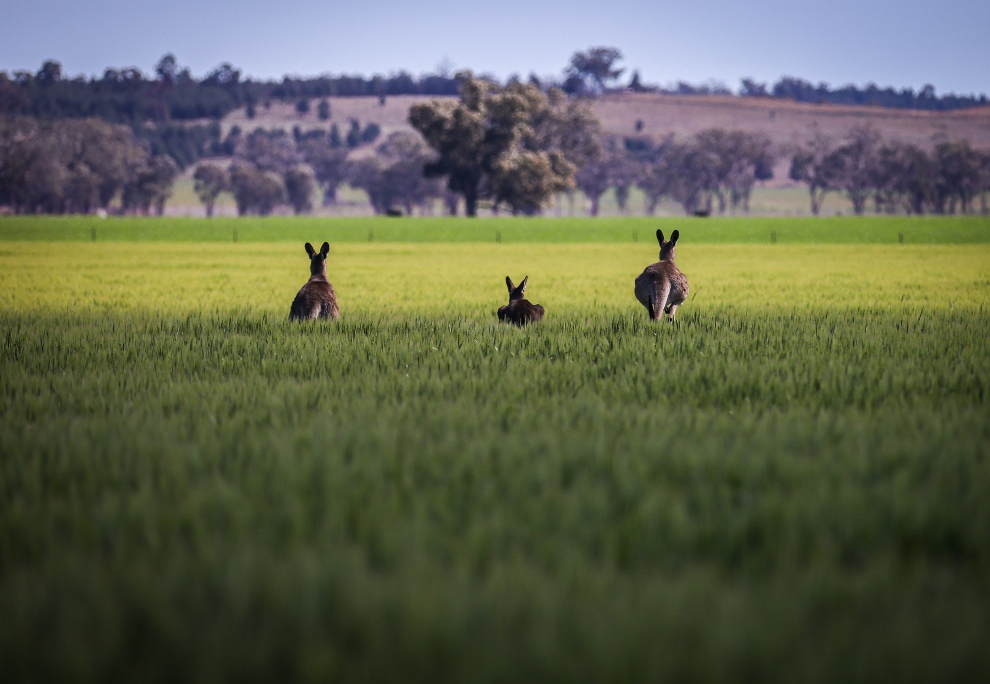 Kangaroos jump through a field of wheat at a farm near Gunnedah, New South Wales, Australia, on Monday, Aug. 24, 2020. Another paltry rapeseed harvest in Europe is tightening global supplies even as crops swell abroad. Australia's crop has benefited from autumn rains and its supply will be needed due to EU crop restrictions, according to Cheryl Kalisch Gordon, senior grains and oilseeds analyst at Rabobank. Photographer: David Gray/Bloomberg