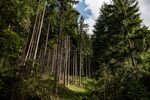 Silicon Valley Falls for European Climate Tech Made of Timber 