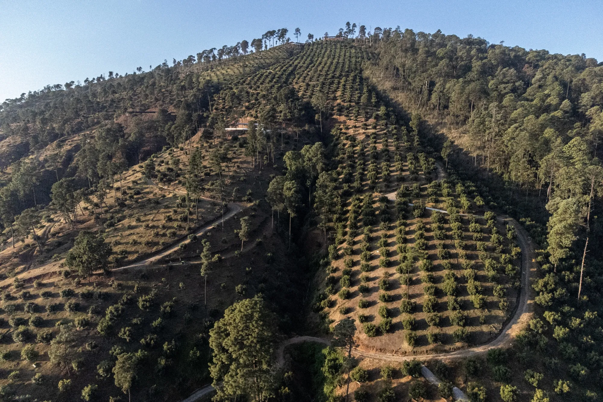 Avocado trees in&nbsp;Michoacan state, Mexico.