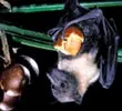Flying Fox Bat