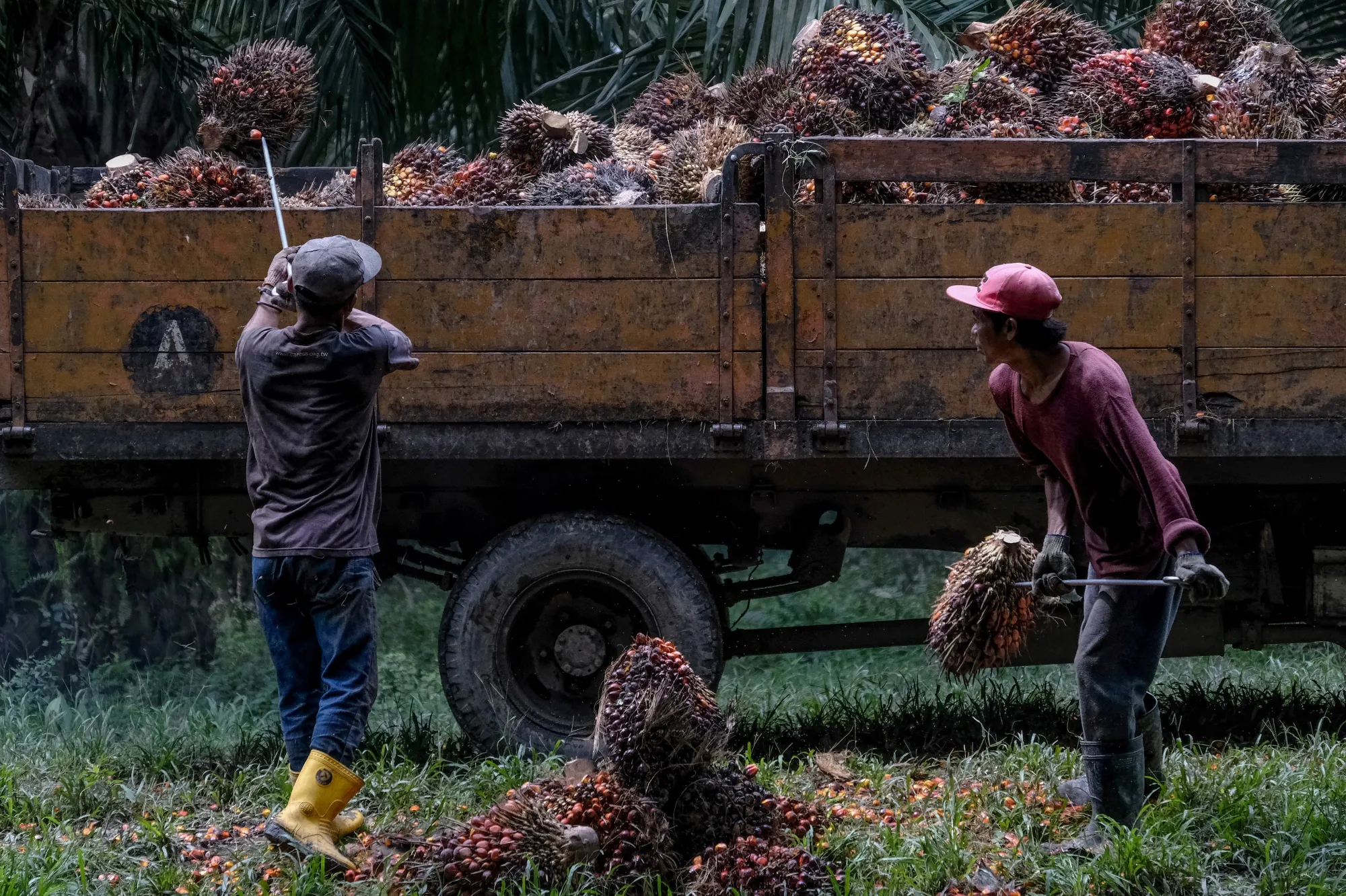 Workers load harvested palm oil fruit bunches onto a truck at a plantation in Kapar, Selangor, Malaysia, in January.