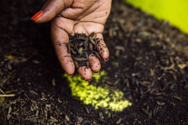 As fly larvae eat, they leave behind nutrient-dense excrement that can be sold as organic fertilizer.