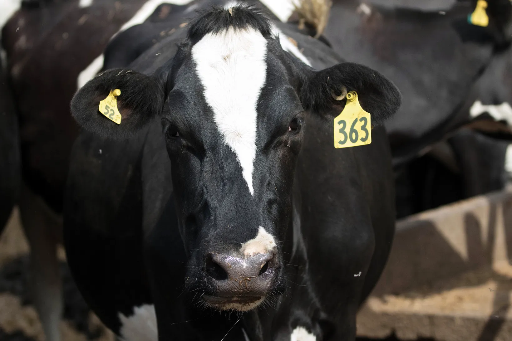 A dairy cow stands at a farm that supplies to Fonterra.