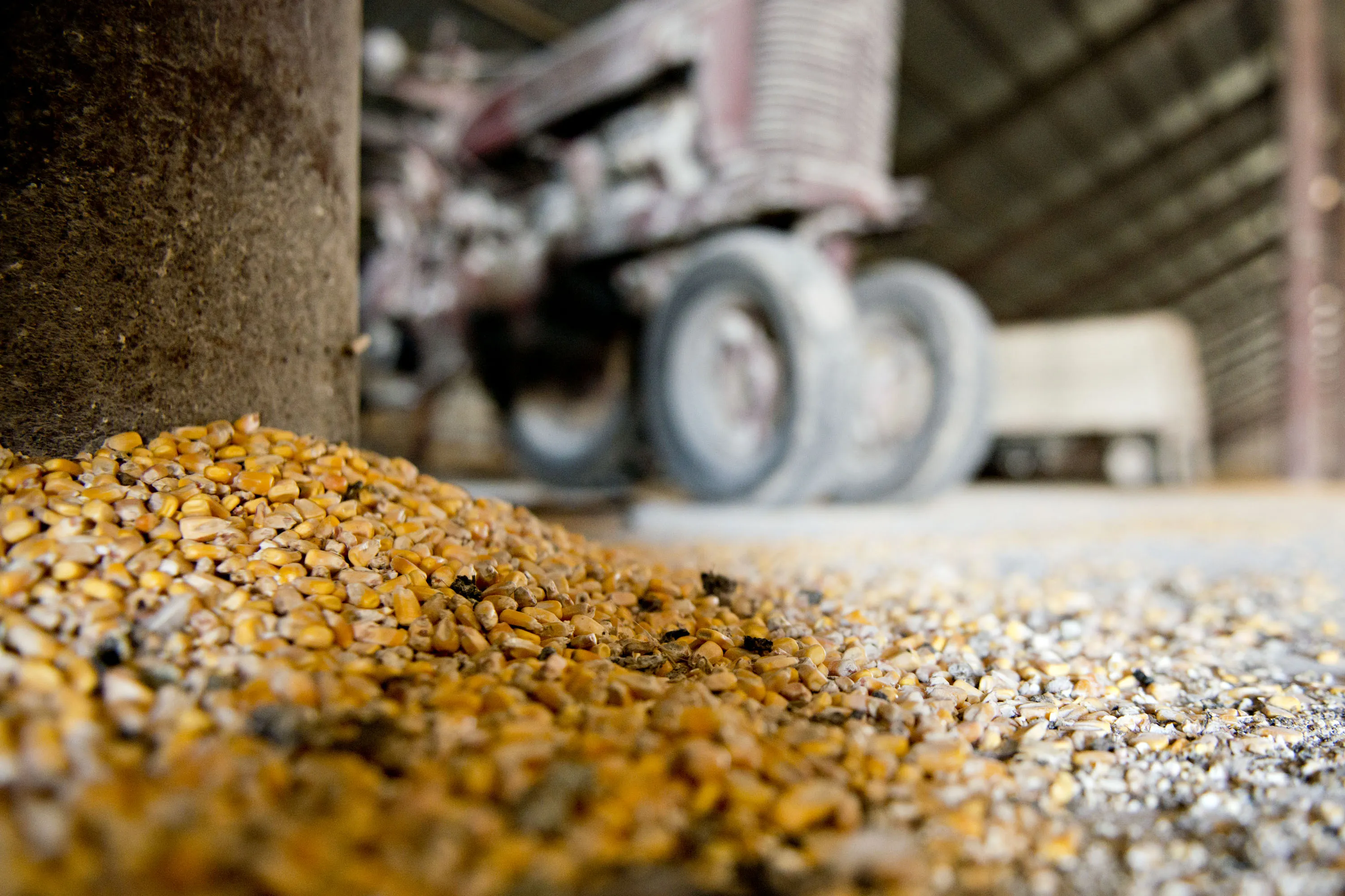 An antique farm tractor sits beyond a small pile of corn in Normandy, Illinois.