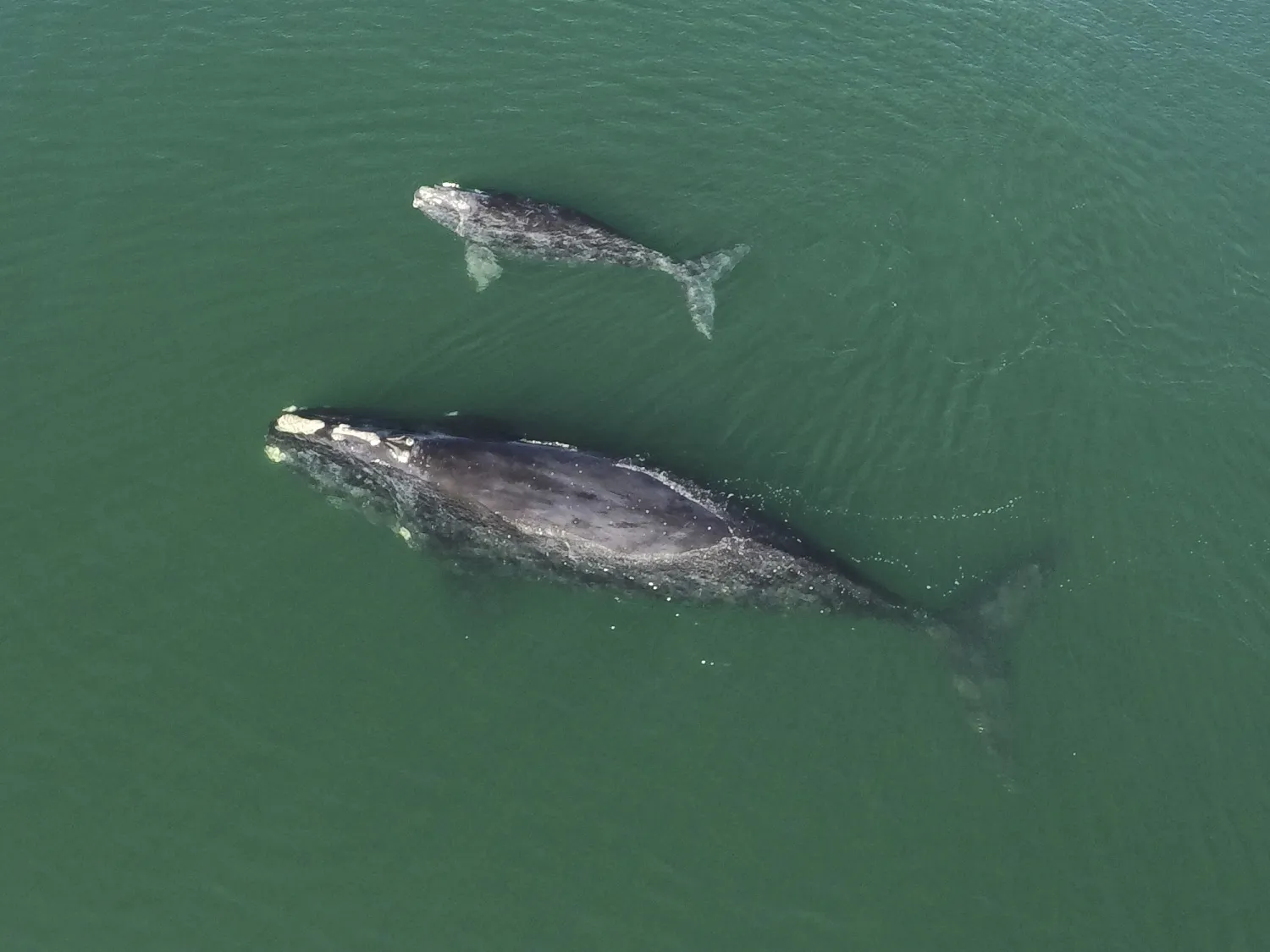 A North Atlantic right whale mother and calf off the coast of c.