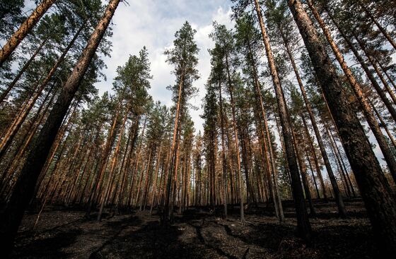 This Tiny Bug Could Put a $625 Million Hole in Sweden's Forests