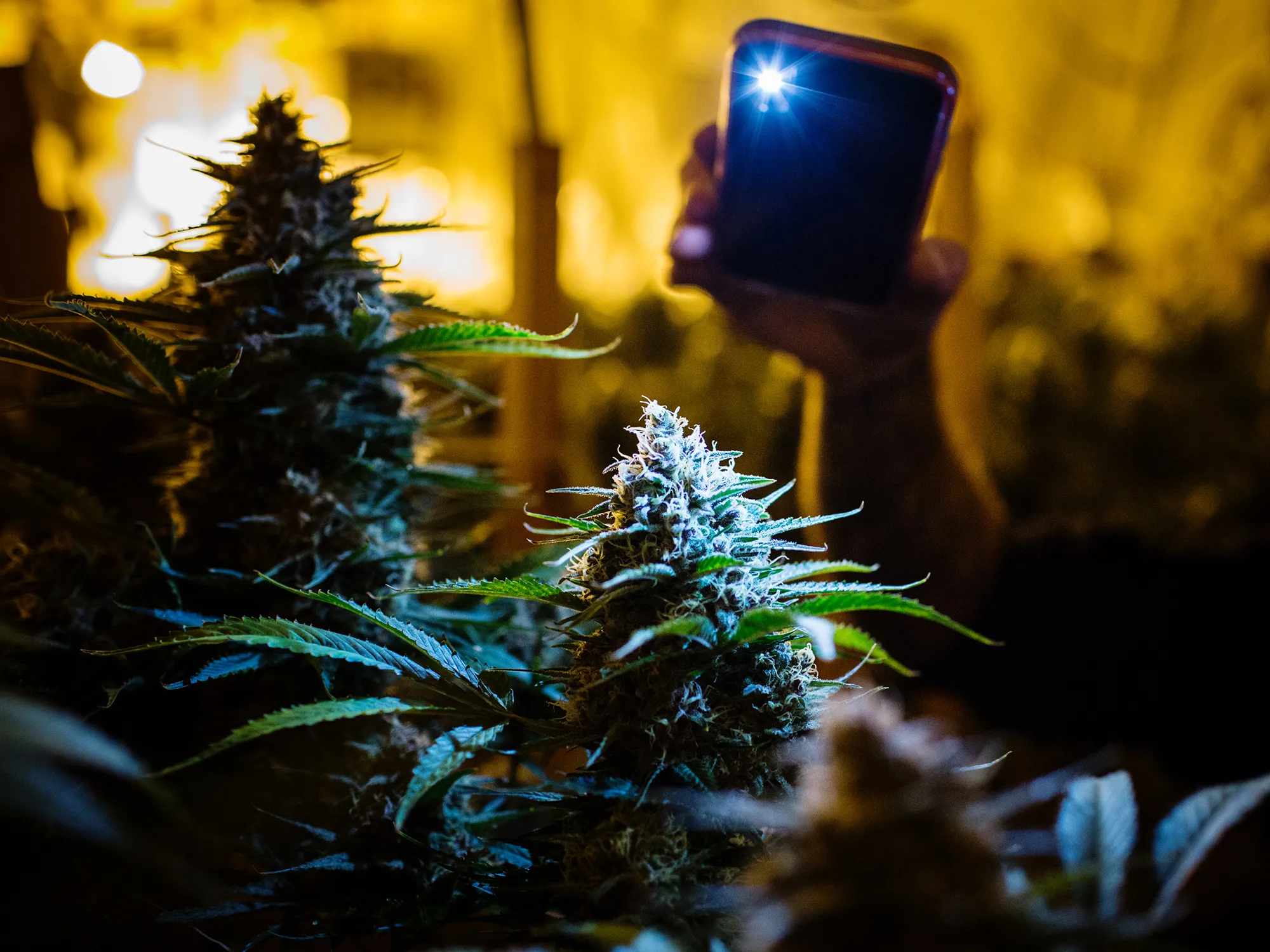 marijuana