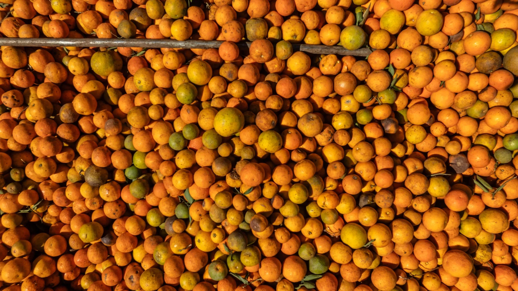 Oranges during a harvest at a citrus farm in&nbsp;Sao Paulo state, Brazil.