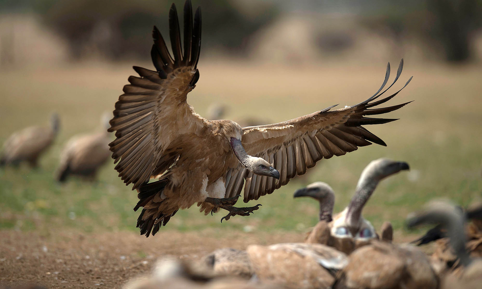 Poachers Poison Scores of Vultures For Use in Traditional Drugs - Bloomberg