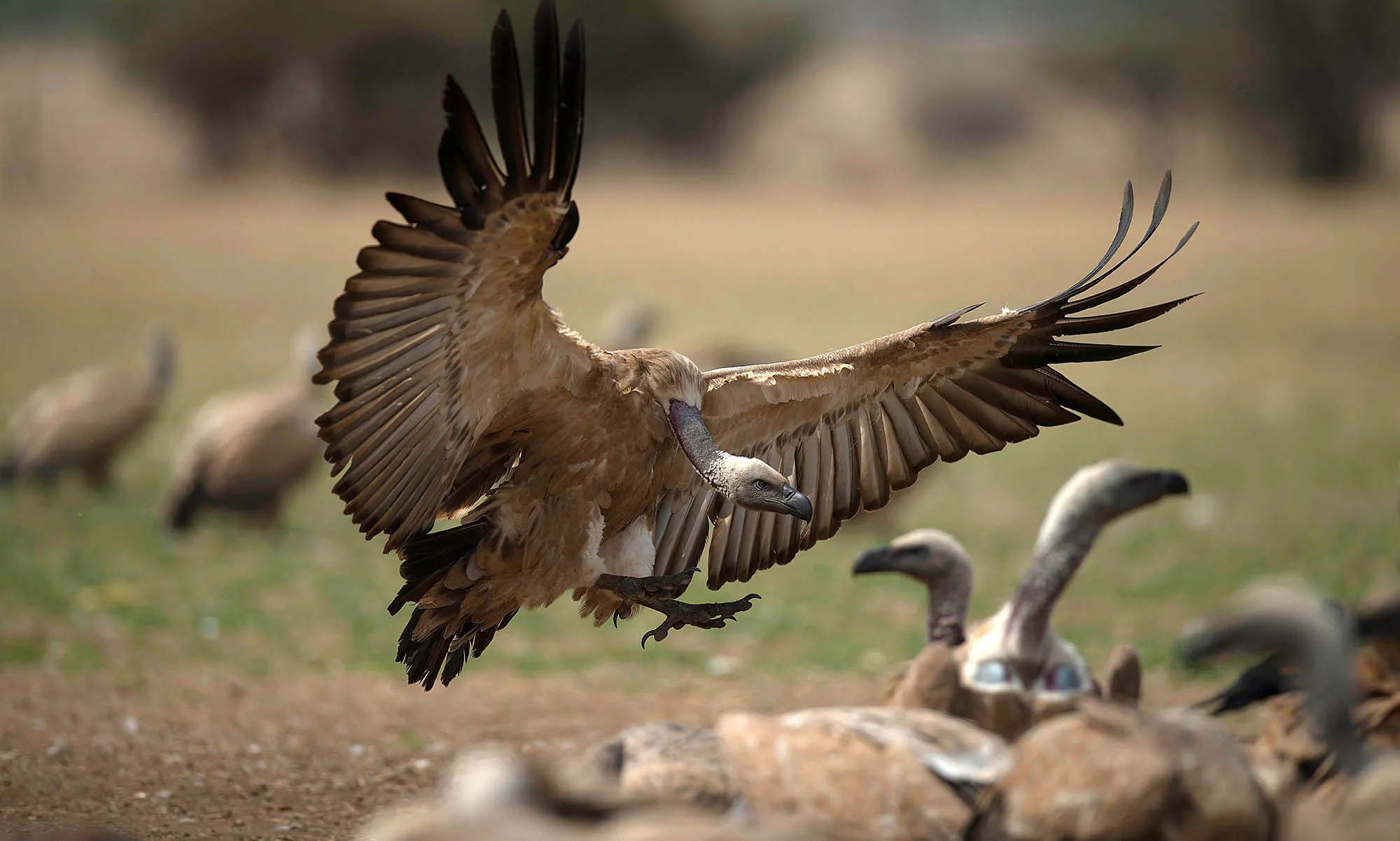 Vultures in South Africa.&nbsp;