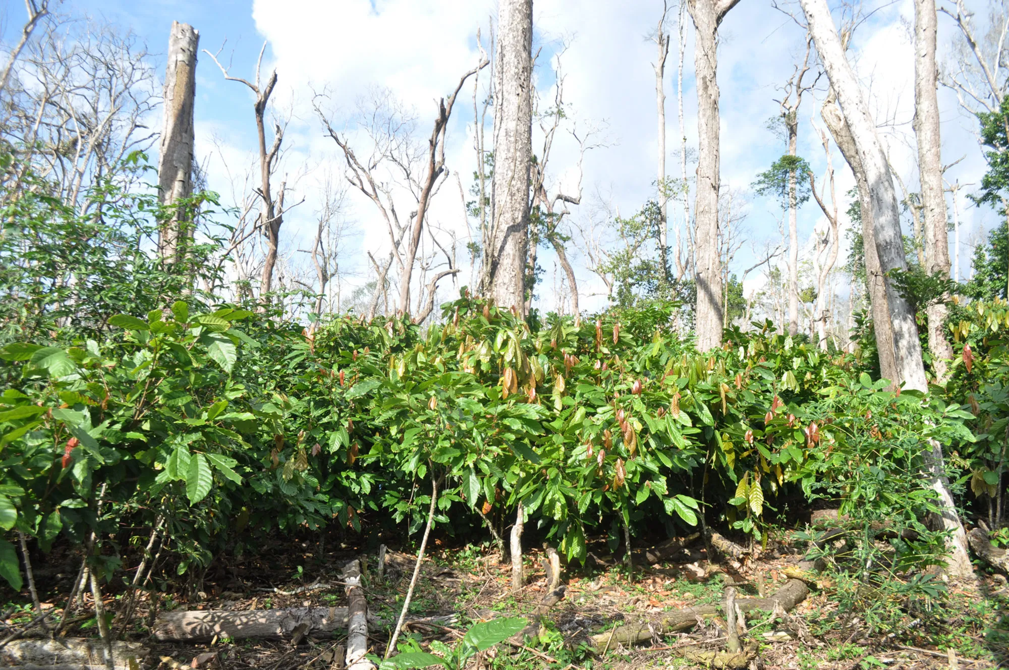 An illegal cocoa plantation in the Cavally protected forest, Ivory Coast.
