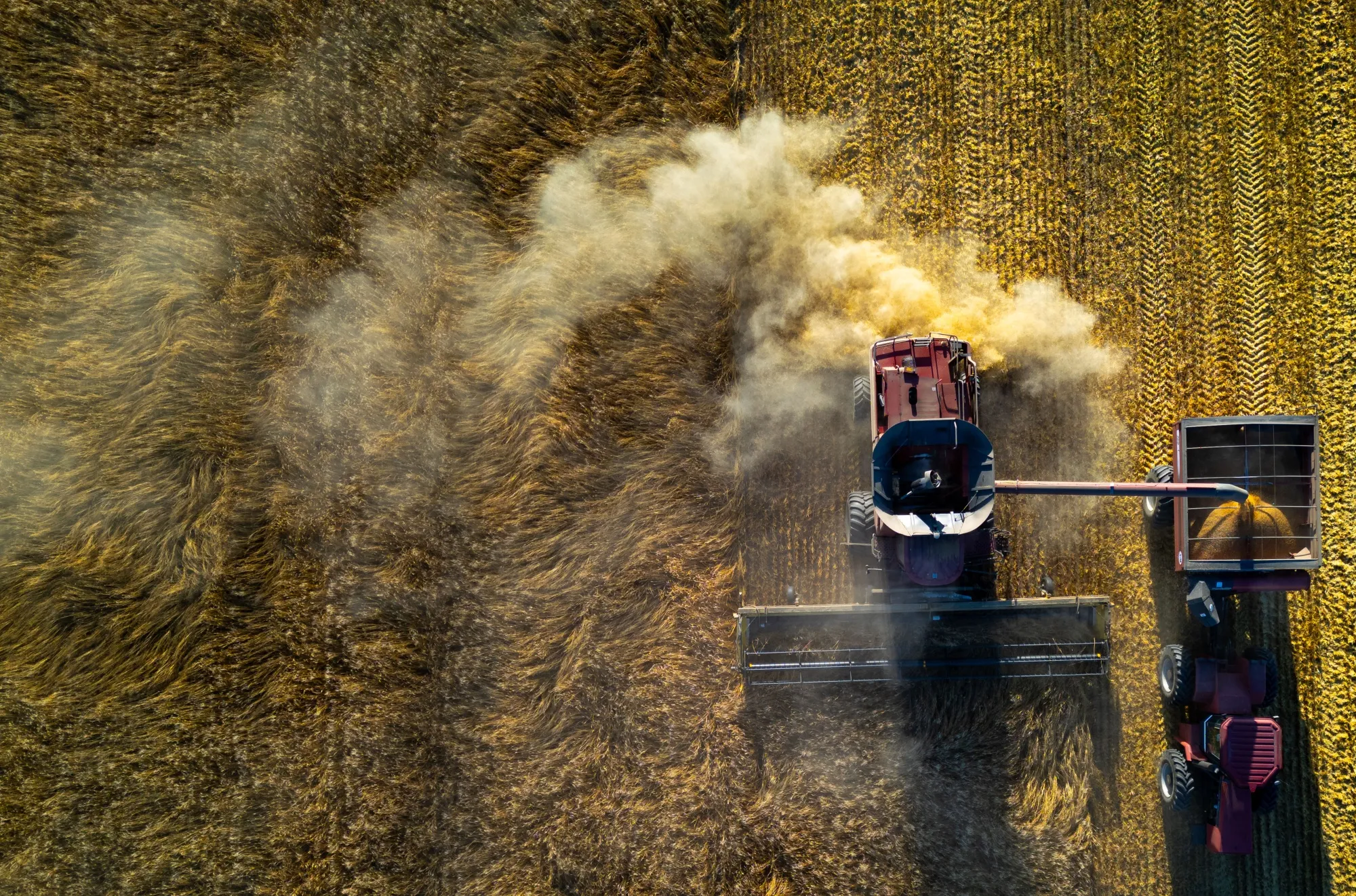 A farmer collects grain from a combine harvester during a wheat harvest.