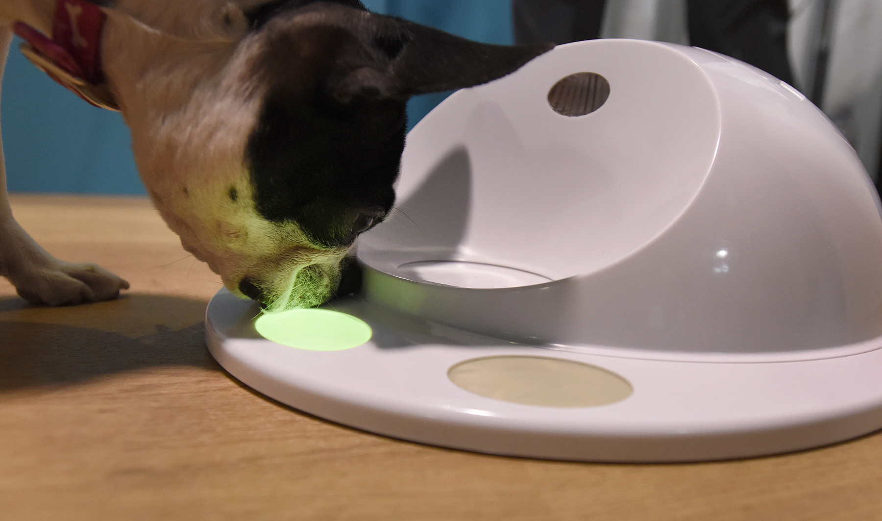 CES 2016, le novità per gli animali domestici: dal videogame al