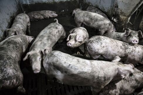 Adult pigs in a pig pen at Shen's farm.