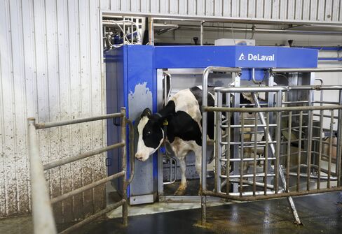 A cow exits a milking stall.