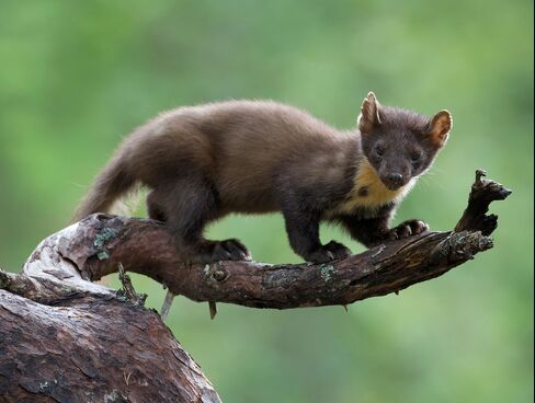 Mea culpa marten.