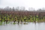 Flood-affected vineyards in Langoiran, Western France, on Feb. 1, 2014