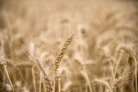 Wheat Harvesting and Udon Restaurant in Japan