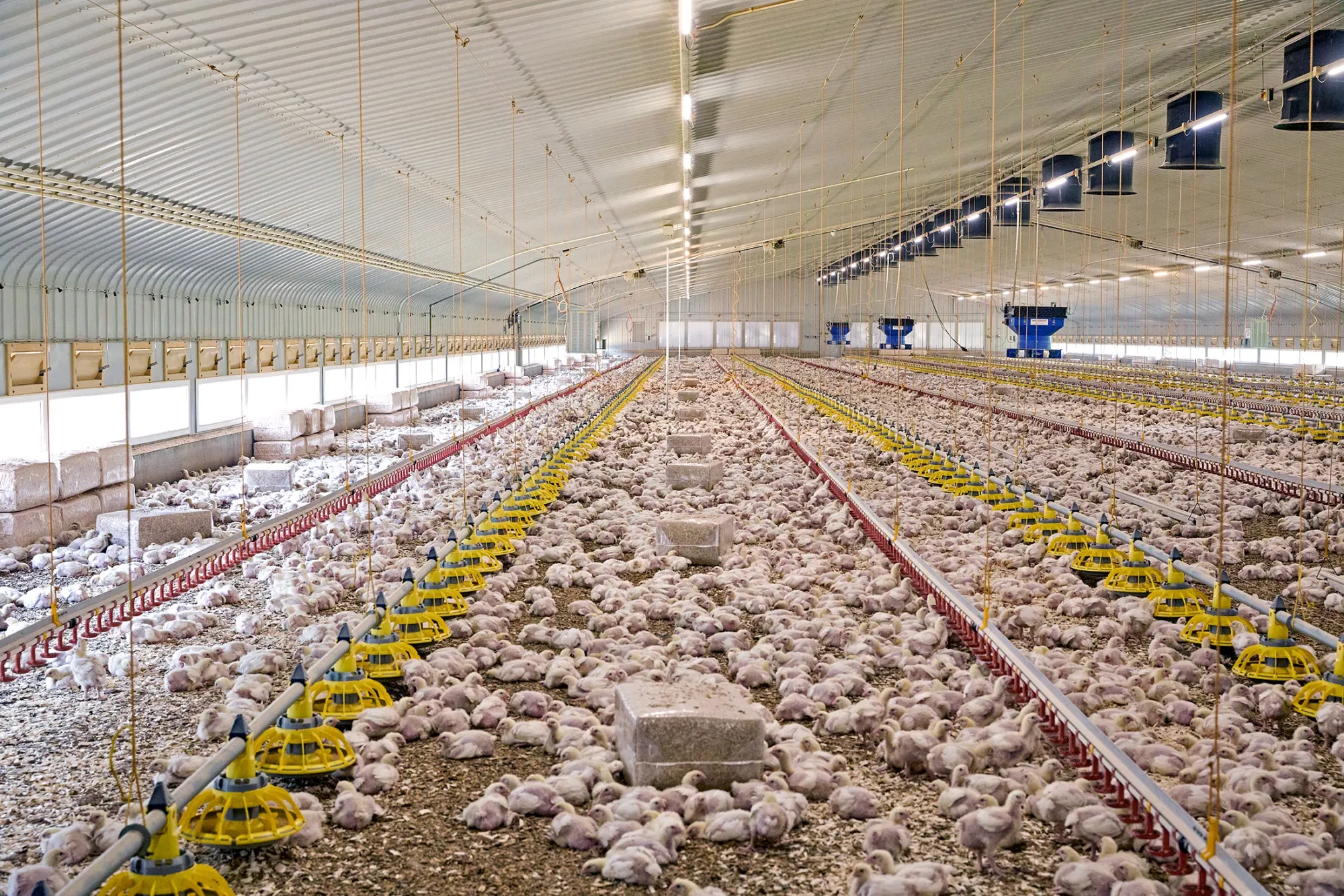 Leading UK food producer Cranswick’s Brome Poultry Farm near the Suffolk town of Diss.