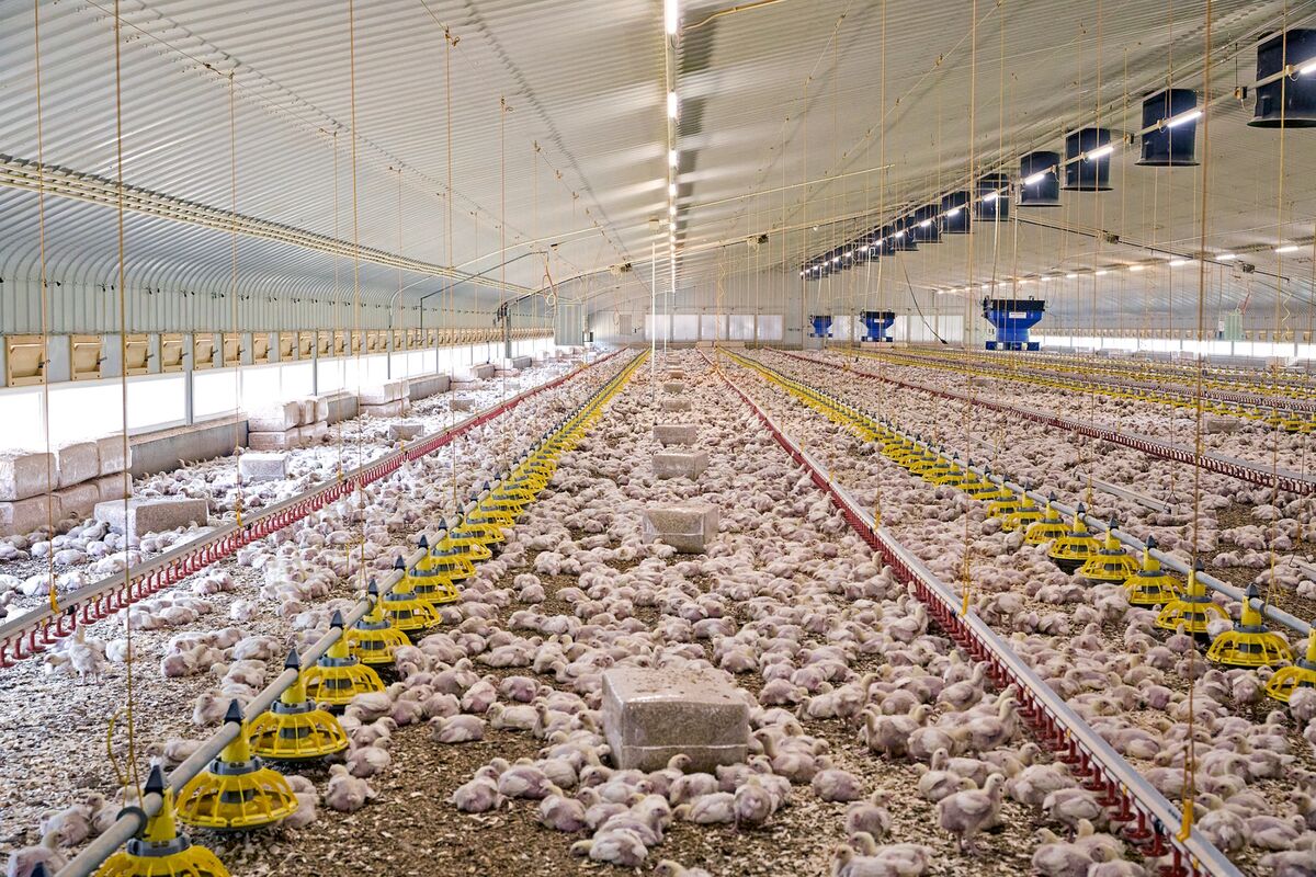 Residents Protest Ammonia Emissions from Cranswick Pig Farm