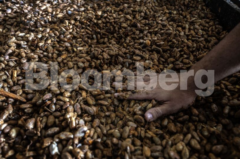 Brazil Cocoa Farms Go High-Tech in Bid to Upgrade Ailing Market