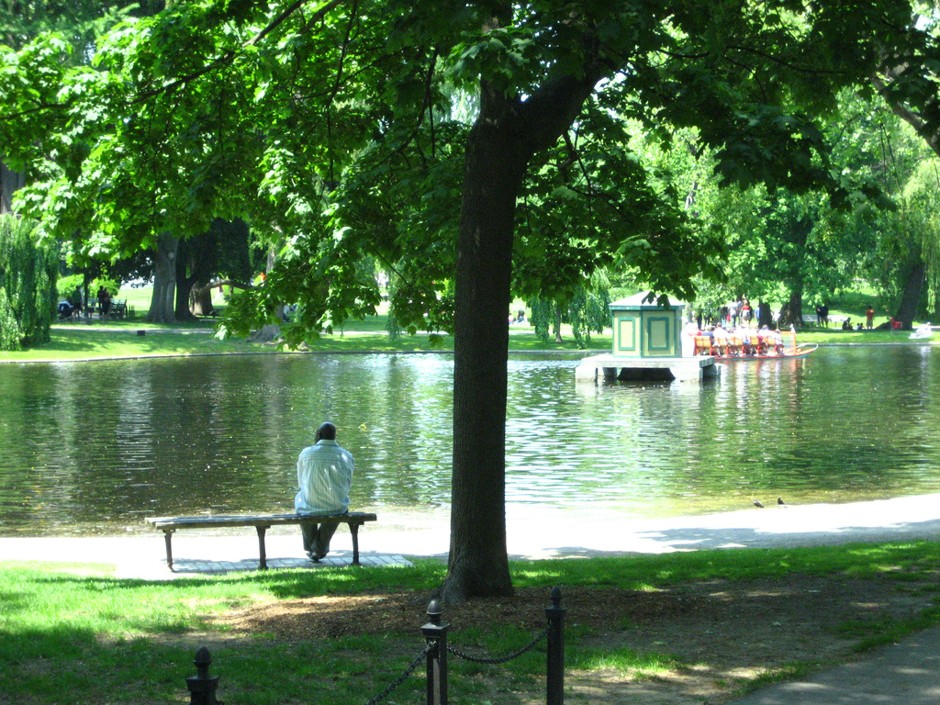 A man takes in the view at Boston's Public Garden*.