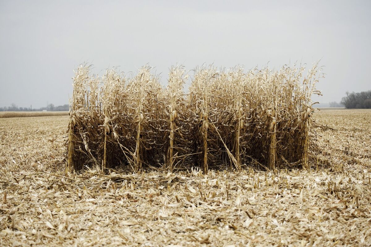 Summit Carbon Pipeline in US Corn Belt Awaits State Permits, Farmer ...