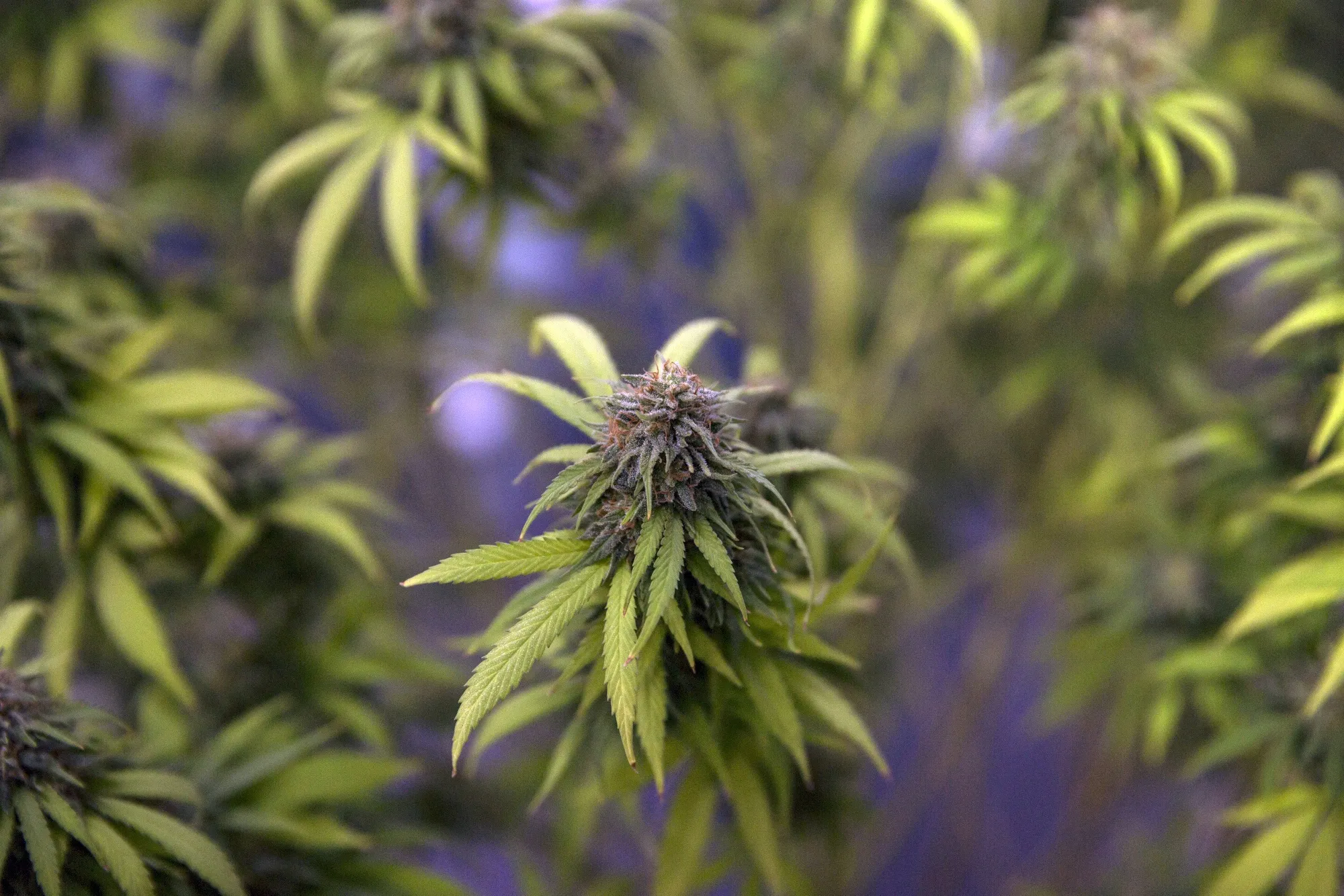 Cannabis plants on display at the Ganja Expo in Buriram, Thailand in March 2021.