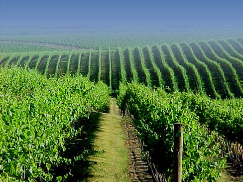 Columbia River Valley