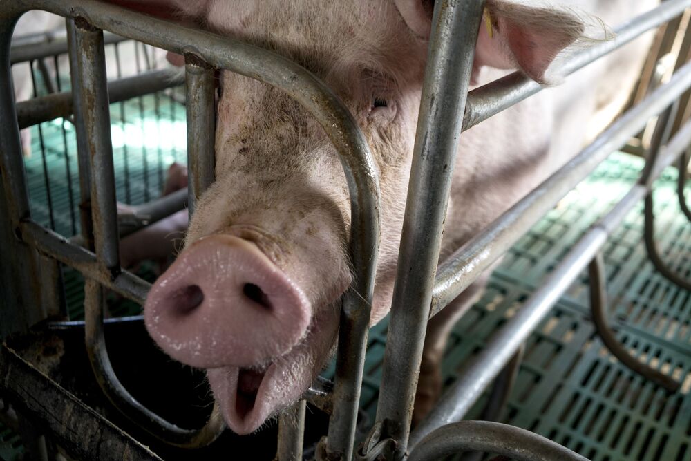 Chinas Fat Pigs May Not Face Such A Strict Diet After All - 