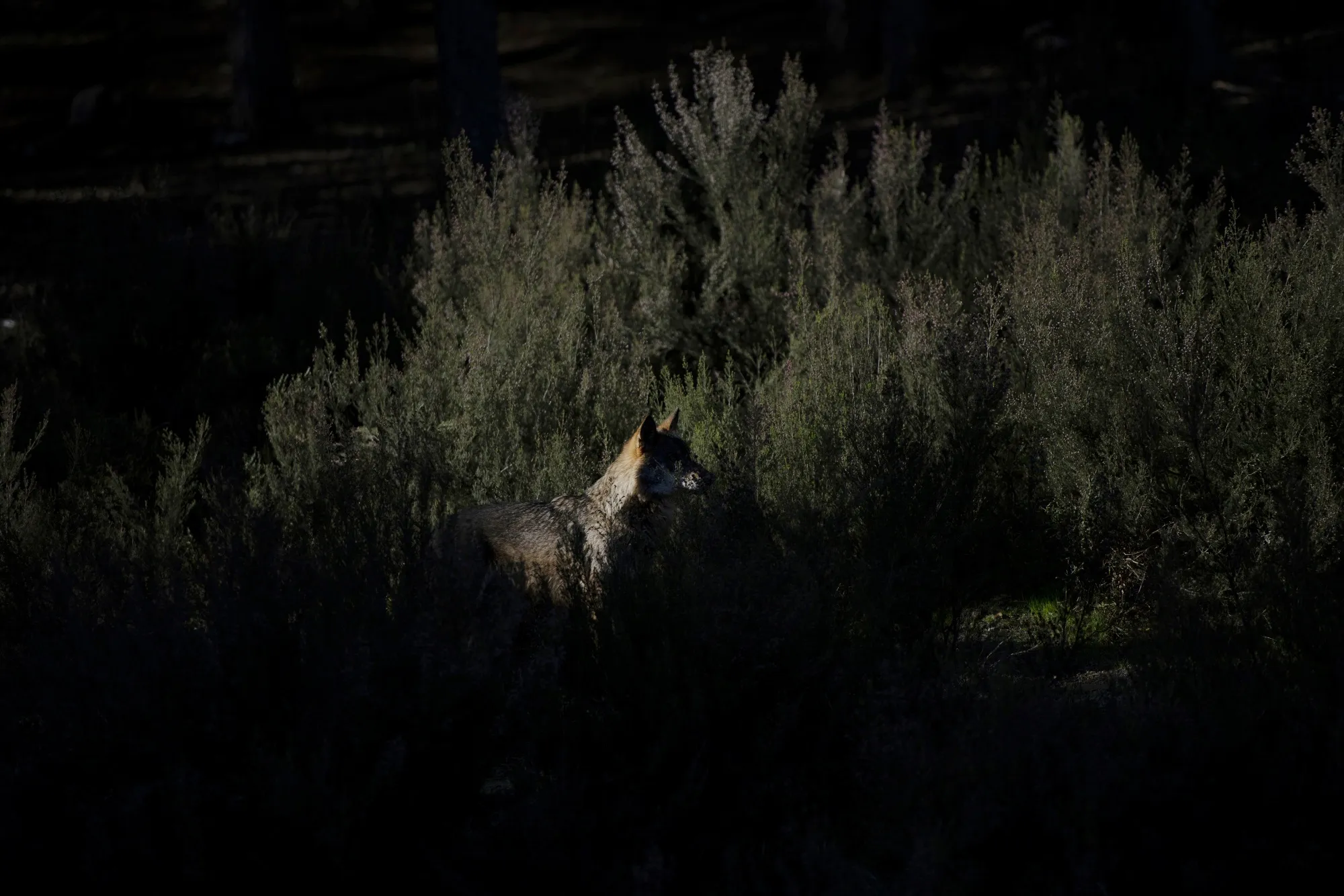 A wolf at the Iberian Wolf Center in northwestern Spain.