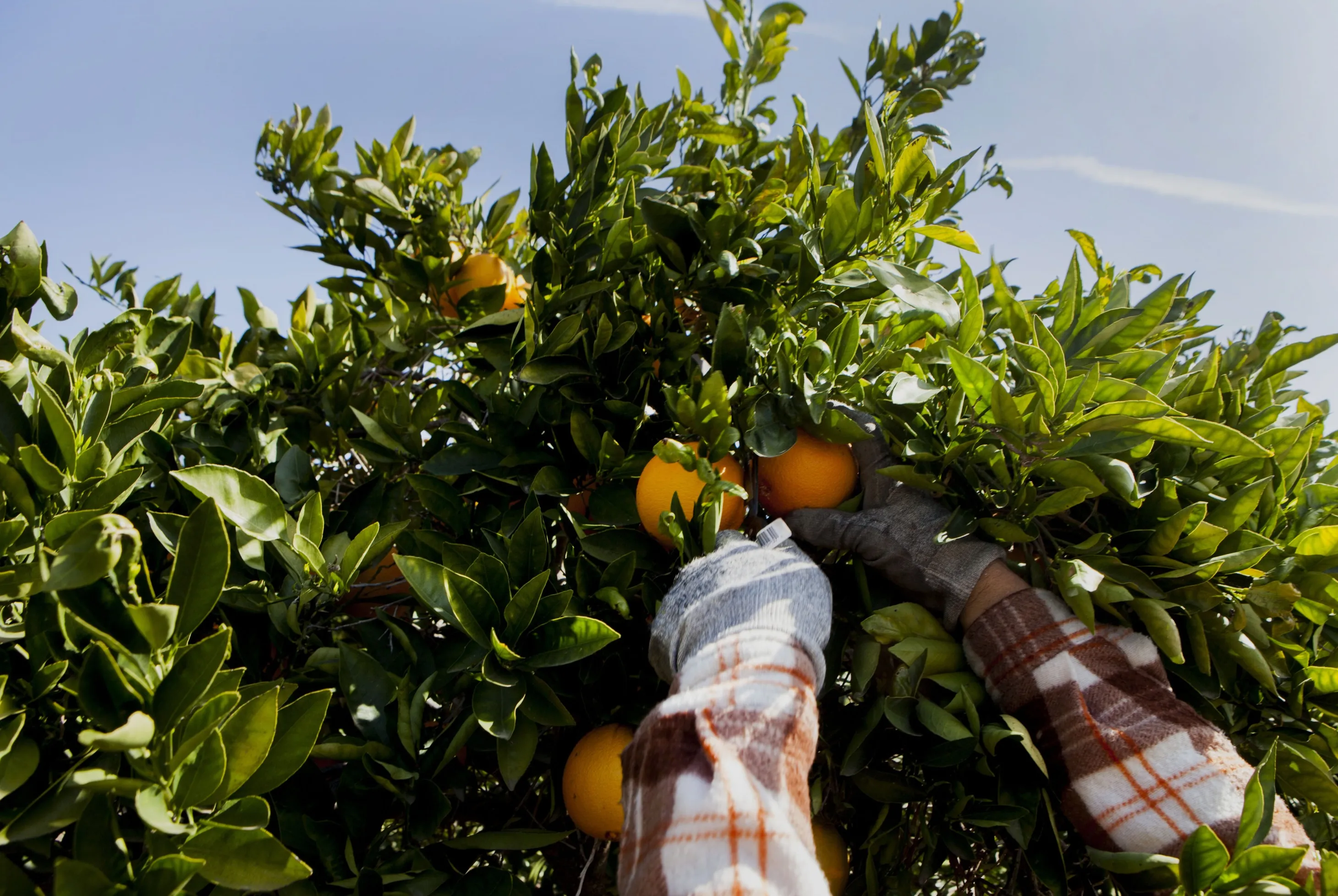 Operations At The Rancho Del Sol Citrus Grove