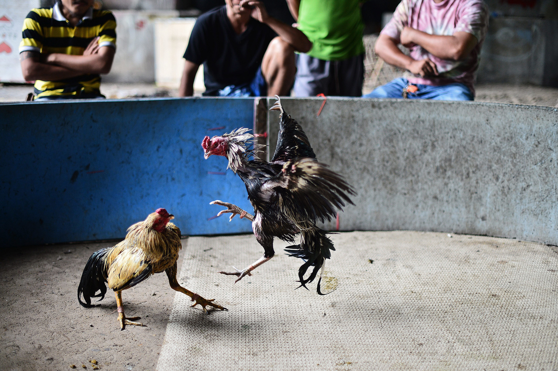 Hundreds of Covid Cases Traced Back to Thailand Cockfighting, Gambling Dens  - Bloomberg