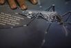 Brazil Battles Zika Virus As It Spreads Across Americas 