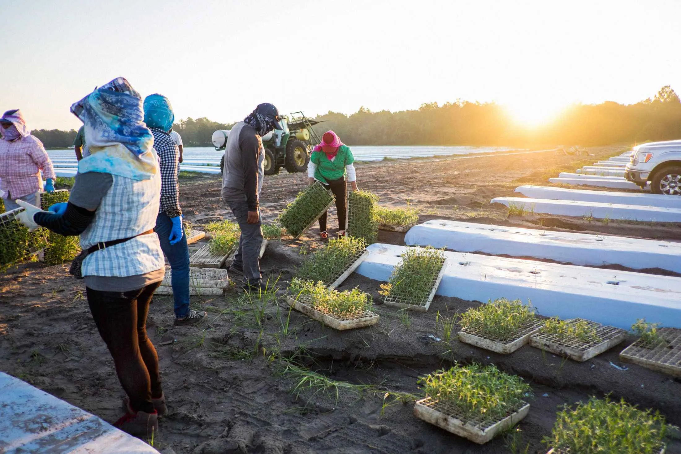 Fieldworkers sort the seedlings they will plant in Duette, Fla.