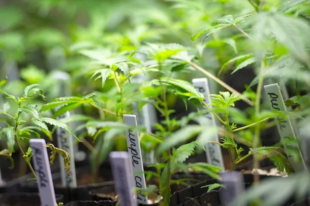 Pot plants grow at a medical marijuana dispensary in San Jose