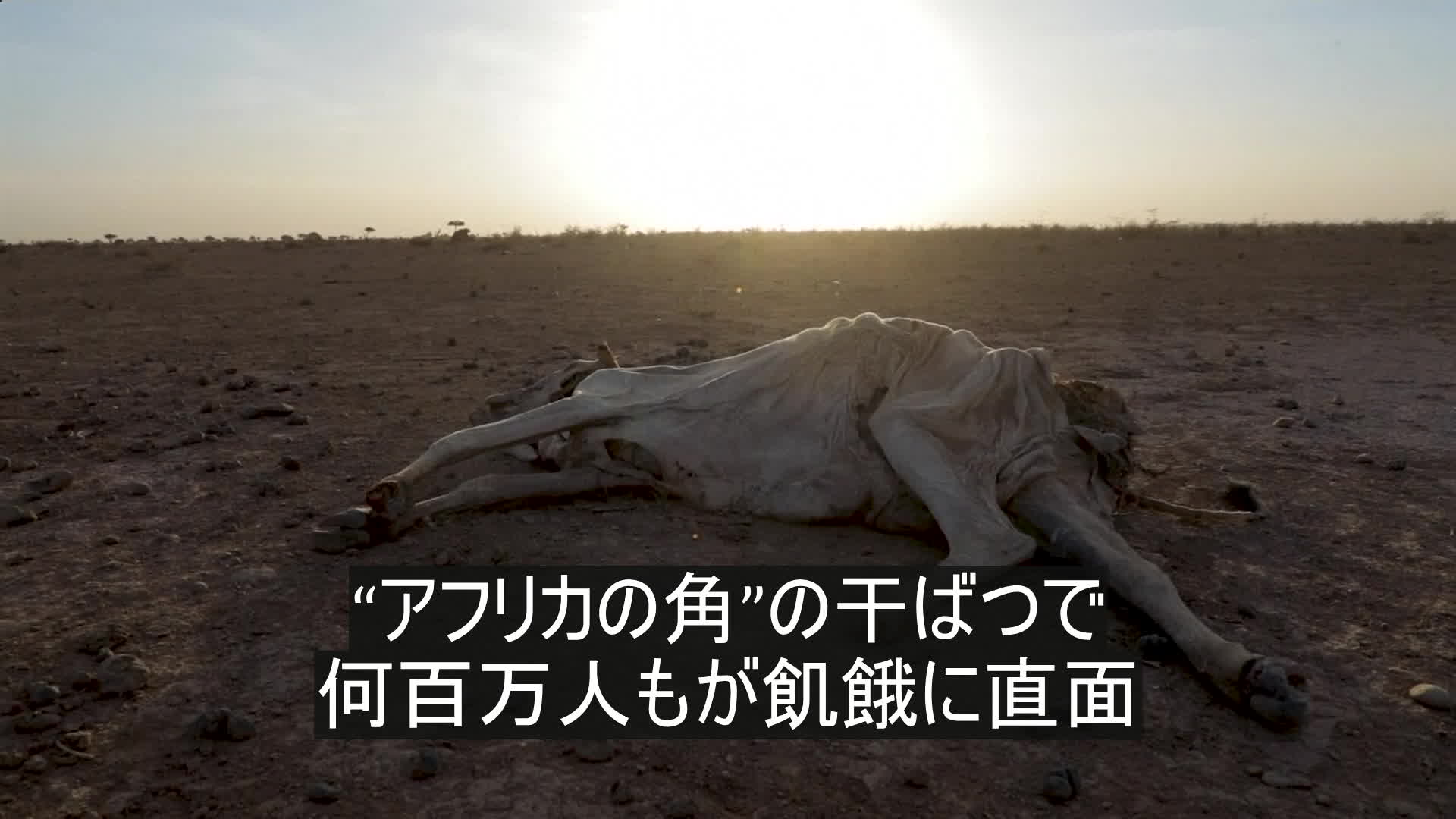 Segurança alimentar