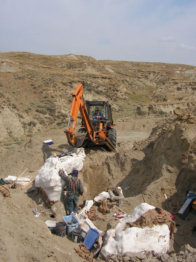 Excavating the Dueling Dinosaurs in 2006