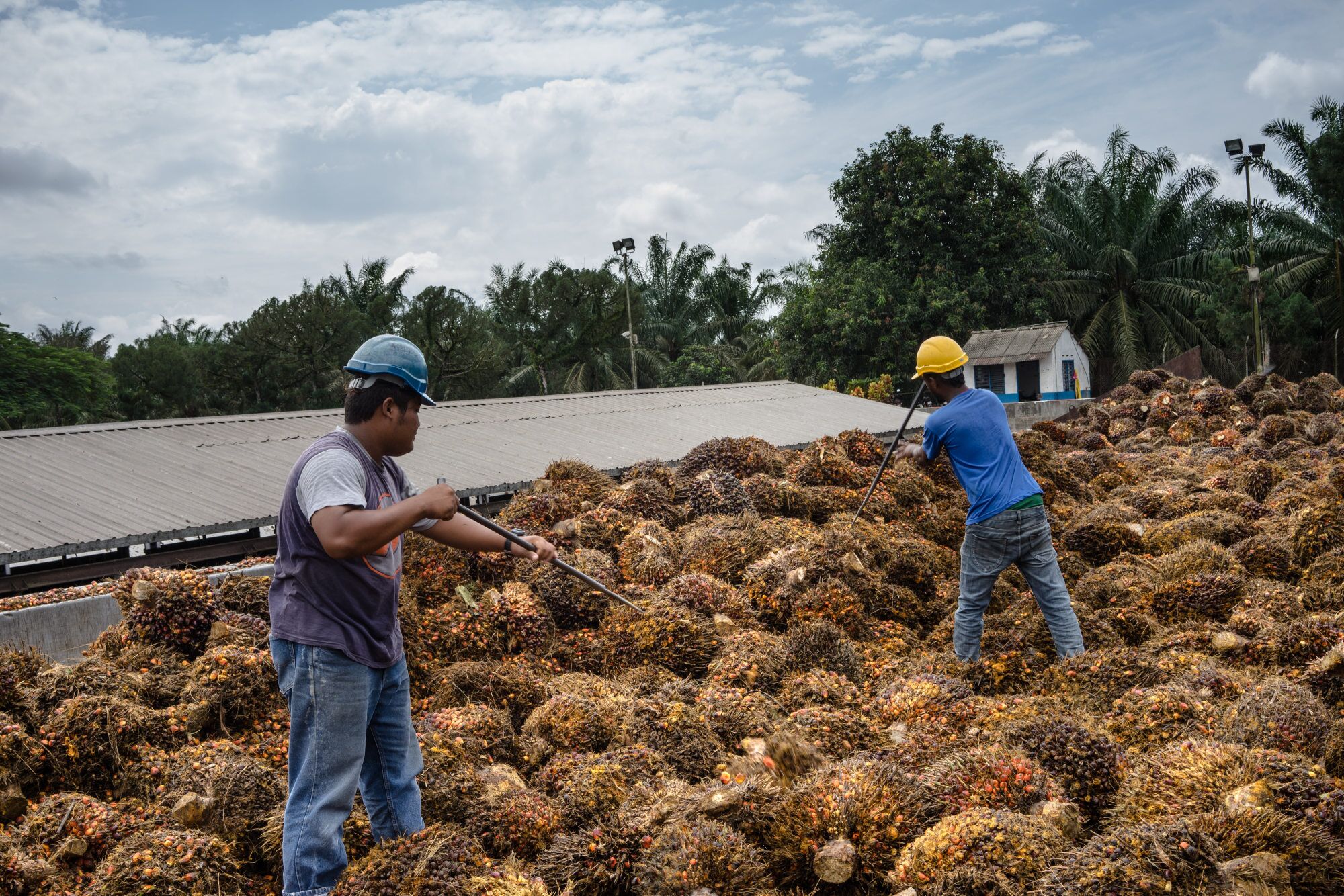 Workers sort bunches of palm fruit at a palm oil mill in Malaysia.