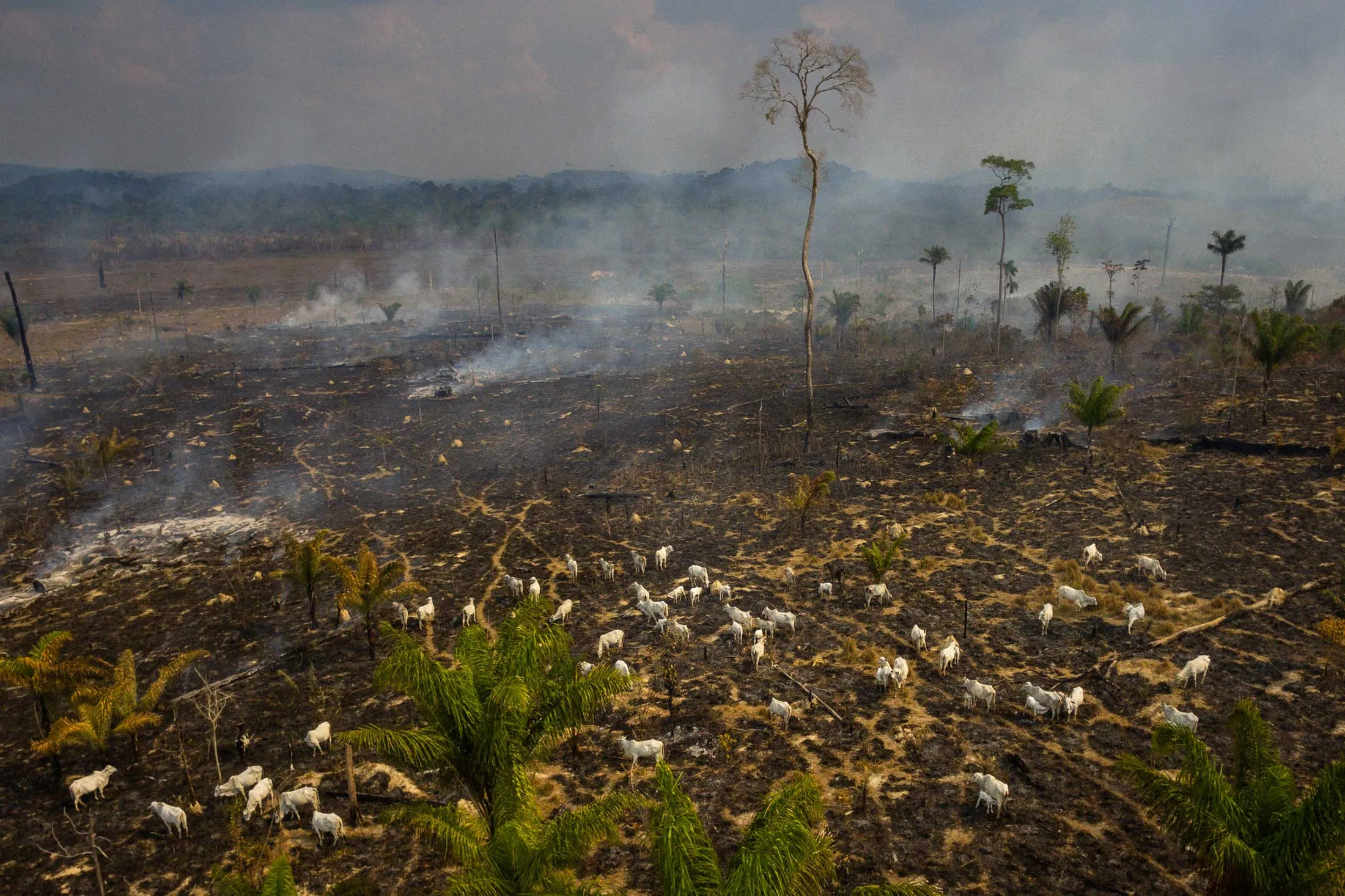 Members of the IBAMA forest fire brigade (named Prevfogo) fight burning in the Amazon area of rural settlement PDS Nova Fronteira, in the city of Novo Progresso, Para state, northern Brazil, September&nbsp;2019.&nbsp;