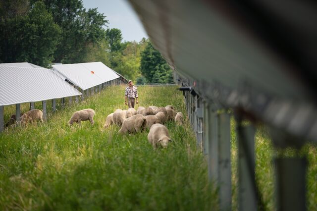 Arlo Hark walks near sheep grazing under solar panels at his farm. 