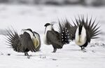 Male greater sage grouse perform mating rituals.