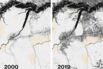 Time Is Running Out to Save the Last of the World’s Rainforests