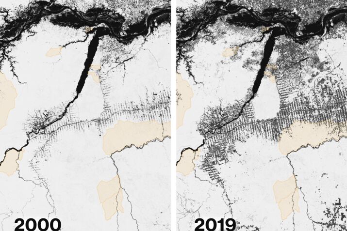 Time Is Running Out to Save the Last of the World’s Rainforests