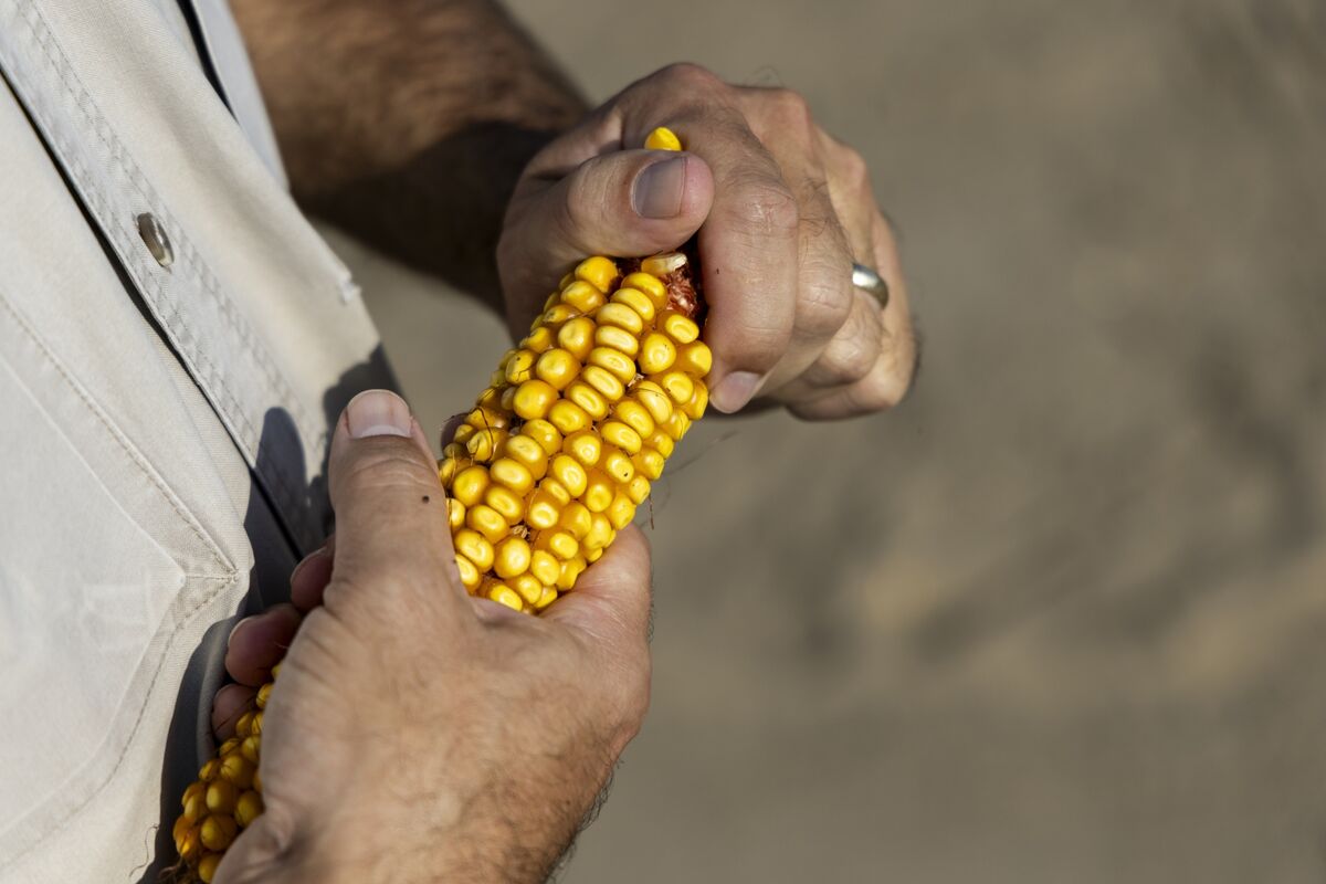 Ugly Corn Photos on Social Media Show Risk Posed to Record US Crop