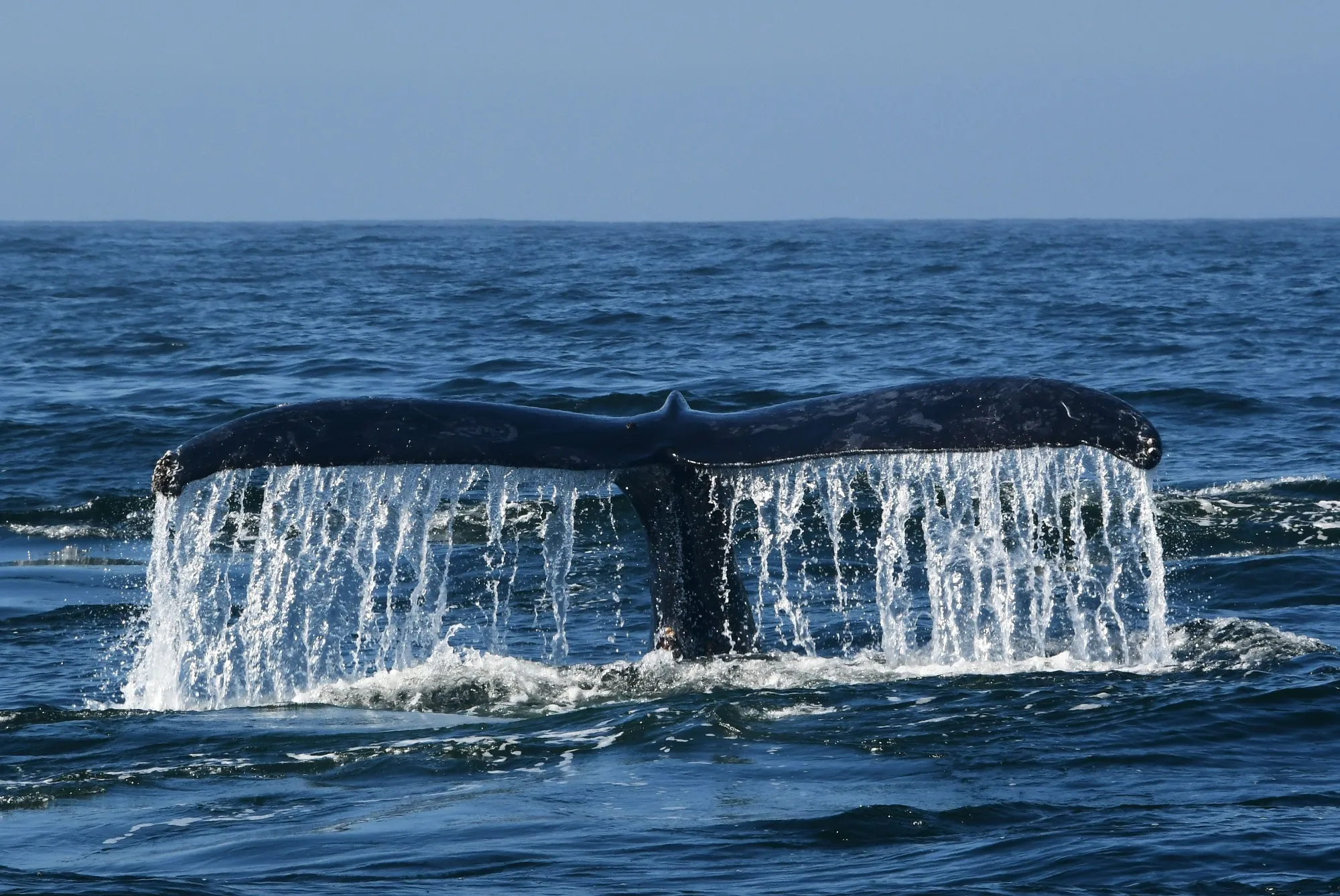 If ratified, the UN high seas biodiversity treaty could build in new hurdles for corporations operating on the high seas.