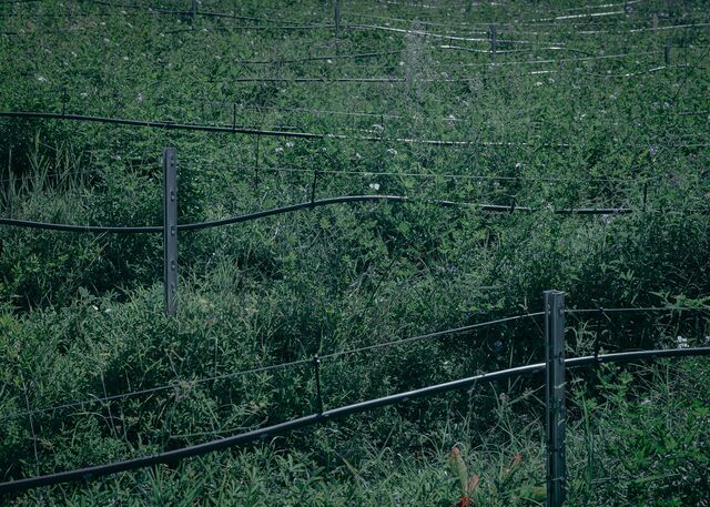 Water-saving drip irrigation system for the perfume flowers of Diors. Maurin Pisani and Anne Caluzioa's perfume flower farm in Grasse. France, September 2022.
