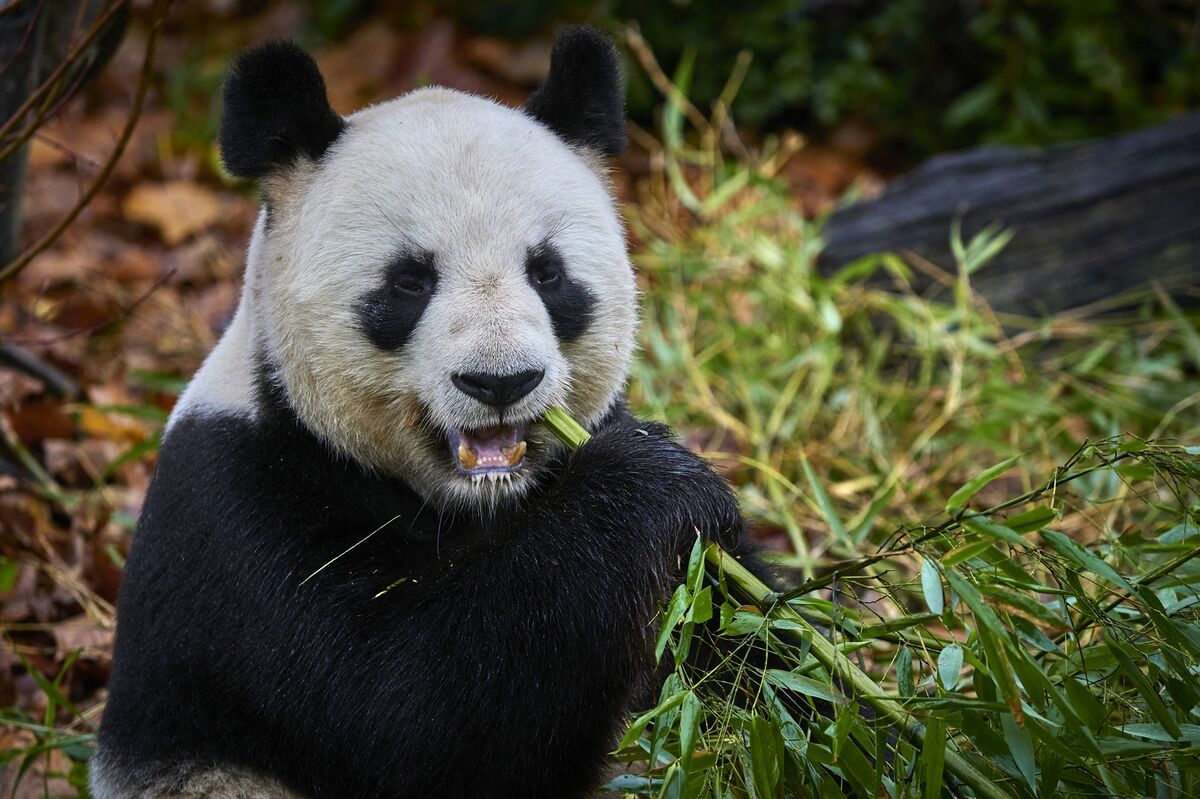 ⚫️ BLOOMBERG: La Francia accoglierà nuovi panda giganti nel 2027 grazie alla diplomazia cinese