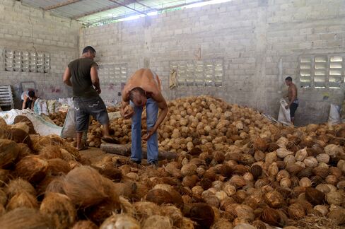 Coconuts for export to U.S. in Coco Siri’s warehouse in Nagua.