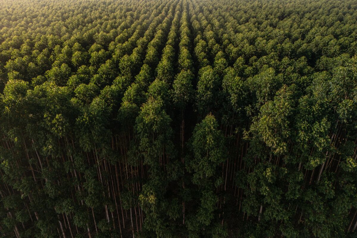 CMPC arriesga grado de inversión por proyecto Natureza en Brasil